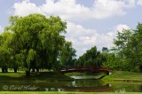 Red Bridge and Willow 