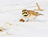 Looking for Seeds