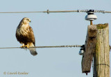 Light Juvenile Rough-Tail Hawk