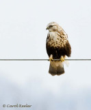 Rough Legged Hawk on Wire