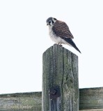 What's Down There? Kestrel