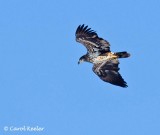 Immature Bald Eagle