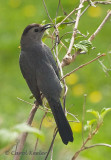 Catbird
