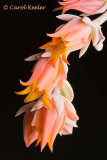 Sedum Silver Spoons Flowers