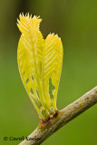 Locust Buds Emerging