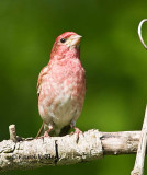 Purple Finch