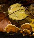 Fungus and Leaves