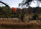 Fall Tree-Pelahatchie Mississippi