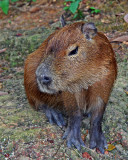 CAPYBARA (Hydrochoerus hydrochaeris) IMG_0037-PB72.jpg