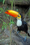 YOUNG TOCO TOUCAN IMG_0053-PB72.jpg