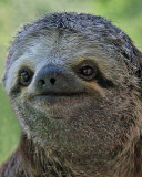 THREE-TOED SLOTH (Bradypus tridactylus)  IMG_0133-PB72
