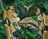 ANACONDA (Eunectes murinus) -PB72.jpg