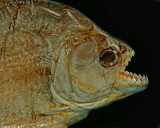 PIRANHA IMG_0170-PB72.jpg