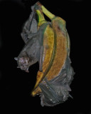 FRUIT BATS IMG_0544