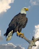 BALD EAGLE (Haliaeetus leucocephalus)  IMG_0004