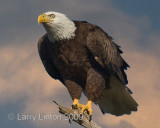 AMERICAN BALD EAGLE IMG_0001