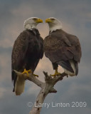 BALD EAGLE PAIR