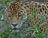 JAGUAR (Panthera onca) IMG_0134