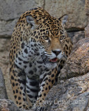 JAGUAR (Panthera onca) IMG_0203