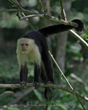 WHITE-FRONTED CAPUCHIN (Cebus capuchinus)  IMG_0446
