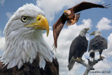 BALD EAGLE MONTAGE