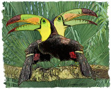 KEEL-BILLED TOUCANS