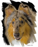 BLUE SABLE STANDARD COLLIE  IMG_0294