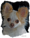 LONG COAT CHIHUAHUA  IMG_0156 