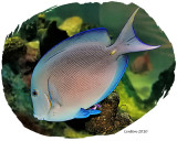 ATLANTIC BLUE TANG