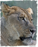 AFRICAN LIONESS