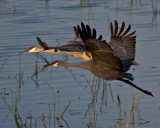 SANDHILL CRANES  IMG_5613