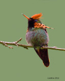 TUFTED COQUETTE MALE (Lophornis ornata) IMG_7011