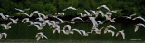 SNOWY EGRET FLOCK IMG_7864