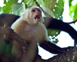 WHITE-FACED CAPUCHIN MONKEY  (Cebus capuchinus)   IMG_0048
