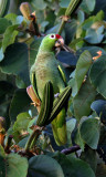 RED-LORED  PARROT  (Amazona autumnalis)  IMG_0049