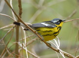 Magnolia Warbler