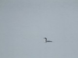 IJsduiker / Great Northern Loon