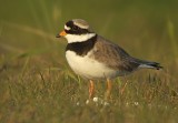 Bontbekplevier / Ringed Plover