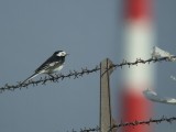 Rouwkwikstaart / Pied Wagtail