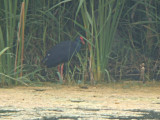 Purperkoet / Purple Swamphen