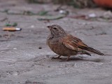 Huisgors / House Bunting