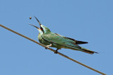 Groene Bijeneter / Blue-cheeked Bee-eater