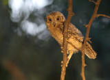 Gestreepte Dwergooruil / Pallid Scops Owl