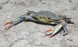 Krab spec.