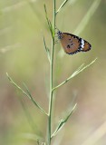 Kleine Monarchvlinder / Plain Tiger