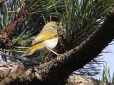 Bergfluiter / Bonellis Warbler