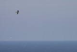 Boomvalk / Eurasian Hobby