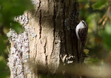 Taigaboomkruiper / Eurasian Treecreeper