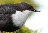 Waterspreeuw / Dipper