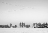 Ganzen op trek / Geese on migration